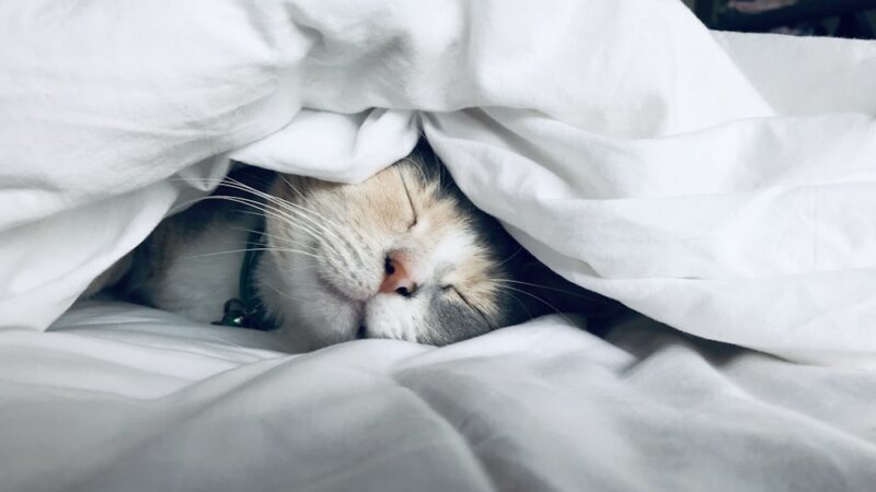 How Quality Sleep Supercharges Your Health and Preventive Fitness